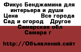 Фикус Бенджамина для интерьера и души › Цена ­ 2 900 - Все города Сад и огород » Другое   . Самарская обл.,Самара г.